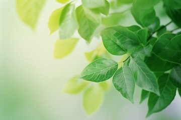 Fototapeta na wymiar Close up view of beautiful nature green leaf on blurred greenery background under sunlight