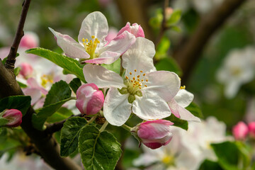 Flower buds, flowers and green young leaves on a branch of a blooming apple tree. Close-up of pink buds and blossoms of an apple tree on a blurred background in spring. Selective focus