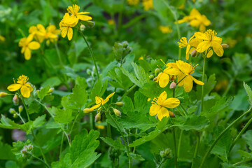 Obraz premium Macro photo of natural yellow flowers of celandine. Background blooming flowers plant celandine