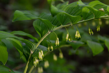 Polygonatum multiflorum, the Solomon's seal, David's harp, ladder-to-heaven or Eurasian Solomon's seal, is a species of flowering plant in the family Asparagaceae