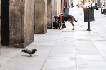 Ein Hund beobachtet eine Taube die ein Brötchen isst, Barcelona, Spanien
