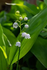 Zelfklevend Fotobehang Lily of the Valley flowers Convallaria majalis with tiny white bells. Macro close up of poisonous flowering plant. Springtime herald and popular garden flower © Oleh Marchak