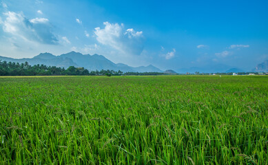 green field and blue sky