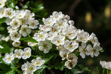 Close-up of a branch of midland hawthorn or crataegus laevigata with a blurred background photographed in the garden of herbs and medicinal plants
