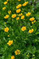 lose-up of Ranunculus repens, the creeping buttercup, is a flowering plant in the buttercup family Ranunculaceae, in the garden