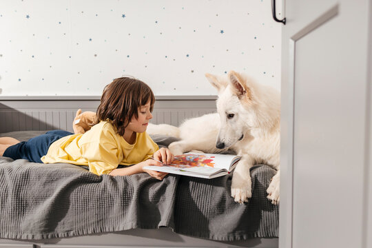 Boy reading book with white Swiss shepherd dog on bed at home