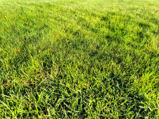 Green spring grass close view, green field background