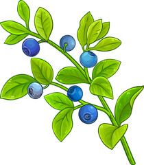 Bilberry Branch with Flowers  Berries  and Leaves Colored Detailed Illustration