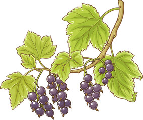 Black Currant Branch with Berries  and Leaves Colored Detailed  Illustration