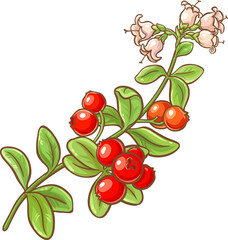 Cranberry Branch Colored Detailed Illustration