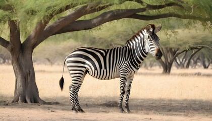 Fototapeta na wymiar A Zebra Grazing Peacefully Under The Shade Of An A 2