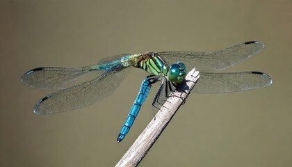 Dragonfly (141)