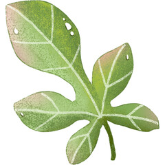leaf green isolated clipart - obrazy, fototapety, plakaty