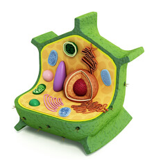 Plant cell structure. 3D illustration