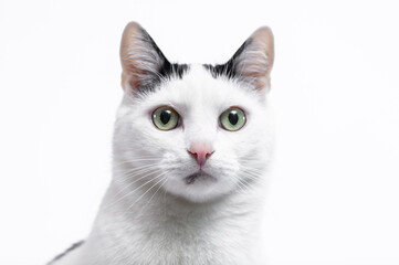 Portret pysk biało-czarnego słodkiego kota domowego  - obrazy, fototapety, plakaty