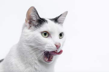 Kot domowy oblizuje sobie pyszczek po jedzeniu, uroczy kociak na białym tle - obrazy, fototapety, plakaty