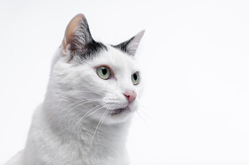Portret kota, zbliżenie na głowę bialego kota z czarnymi wągrami pryszczami na brodzie - obrazy, fototapety, plakaty