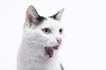 Portret domowego kota pokazującego zęby i język  - obrazy, fototapety, plakaty