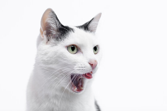 Portret domowego kota pokazującego zęby i język 