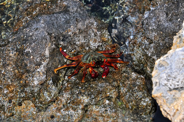 A sea crab climbed onto a rock