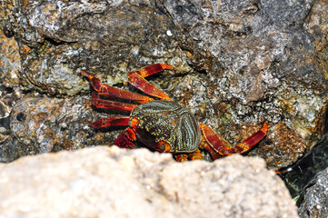 A sea crab climbed onto a rock