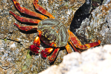A sea crab climbed onto a rock