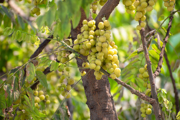 Star gooseberry fruit. Phyllanthus acidus, known as the Otaheite gooseberry , star , damsel, grosella , karamay.