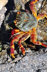 A sea crab climbed onto a rock