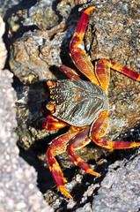 A sea crab climbed onto a rock