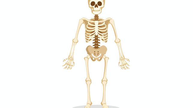 skeleton Vector flat style flat vector isolated on white