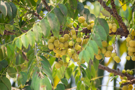 Star gooseberry fruit. Phyllanthus acidus, known as the Otaheite gooseberry , star , damsel, grosella , karamay.