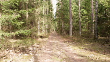 rural road through the deep green forest