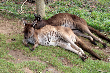 Naklejka na ściany i meble Brown's pademelon wallaby (Thylogale browni) resting in a zoo : (pix Sanjiv Shukla)
