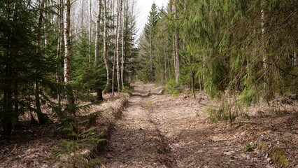 rural road through the deep green forest