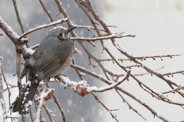 雪の降る中で枝に止まるヒヨドリ