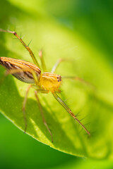 Spider is on green leaf in the garden