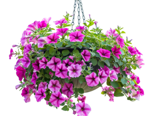 a photo of a hanging gardening planter with lush ferns spilling over, isolated on a white background