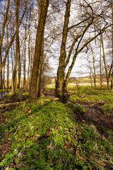 Obraz premium Erlenbruchwald in der Oberlausitz 8