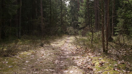 Forest road in a spruce forest in summer