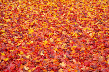 紅葉の落ち葉で埋まった地面