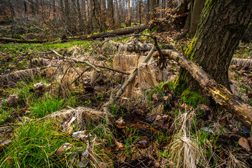 Erlenbruchwald in der Oberlausitz 1