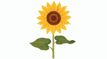 Sunflower isolated vector flat illustration Flat vect