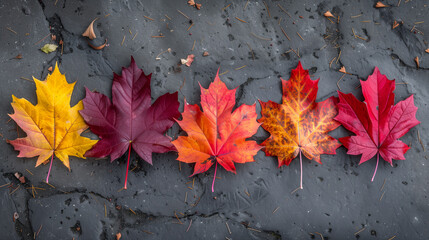 A row of vibrant maple leaves rests gracefully on the ground