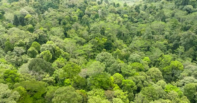 Aerial drone of rainforest and green jungle on the island of Borneo, Malaysia.