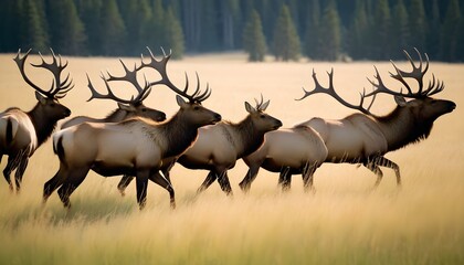A Herd Of Elk Moving Through A Field Of Tall Grass