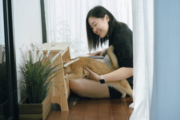 pet care concept with owner during read book and play with british cat in livingroom