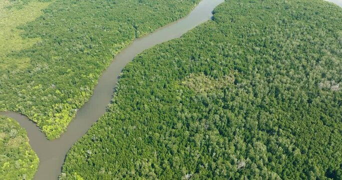 Top view of mangroves and rainforest on the island of Borneo. Malaysia.