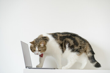 business concept with tabby scottish cat costume with necktie during use laptop and sit on white...