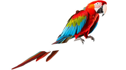 Fototapeta premium A colorful parrot sits gracefully atop a branch