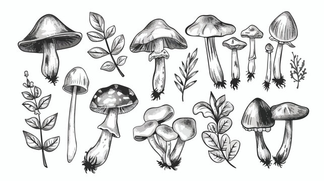 Vector hand drawn black and white wild forest mushroom